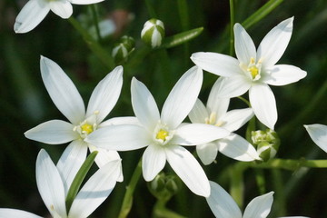 Obraz na płótnie Canvas White flowers