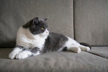 Cute british shorthair cat lying on the couch