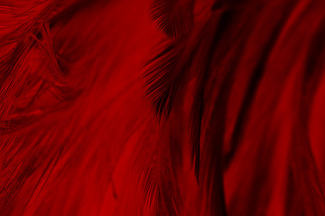 Beautiful red feather pattern texture background 