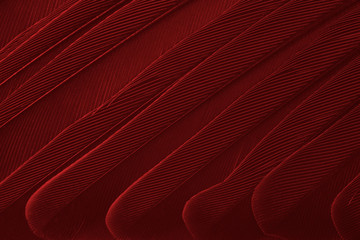 Beautiful dark red maroon feather pattern  texture background