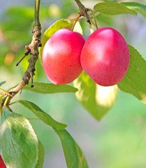 plums growing on a tree branch