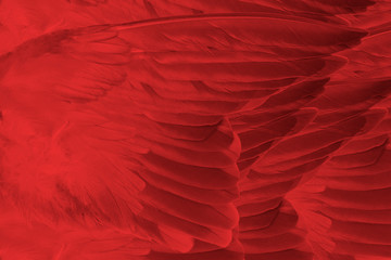 Beautiful red feather pattern texture background 