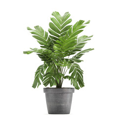Chamaedorea elegans palm in a pot on a white background	