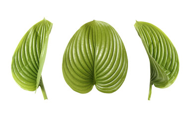 Fresh tropical leaf isolated on white background. Leaf Hosts for design.