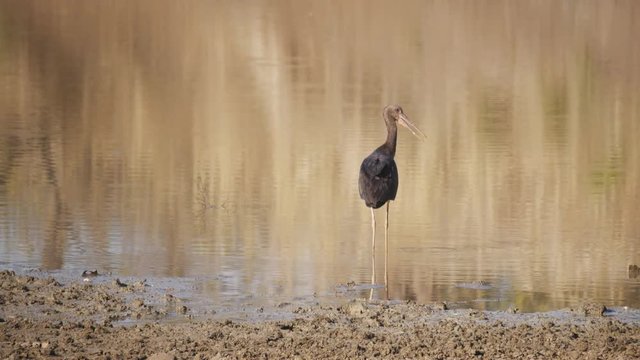a black stork standing in a waterhole at tadoba andhari tiger reserve in india- 4K 60p