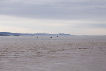 Three Canada Geese seen flying over the St. Lawrence River during a misty spring morning, Rivi&egrave;re-du-Loup, Quebec, Canada