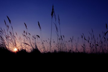 sunset in the grass
