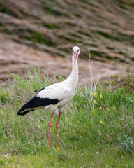 White stork standing among the grass and flowers in a meadow in Rodopi, Greece
