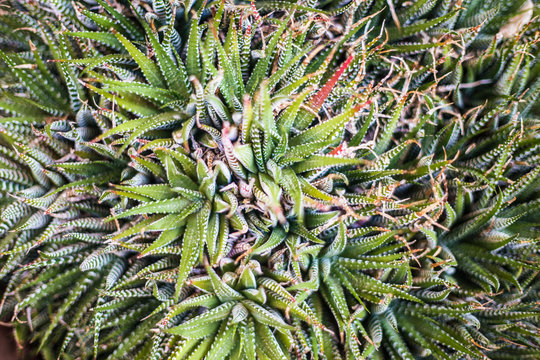 Close-up shot of succulent plants (Haworthia fasciata); succulent pattern