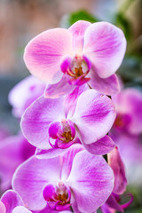 Fototapeta na wymiar Beautiful purple Orchid flowers, macro view selective focus. Blooming orchids plant exotic nature background. selective focus