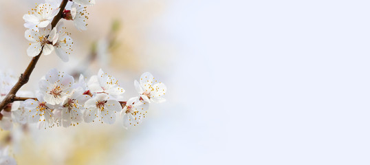 Springtime sunny day floral mockup with blooming white flowers fruit tree branch. Soft light natural freshness spring nature blossoming landscape. shalloe depth of field, copy space
