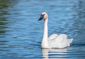 trumpeter swan