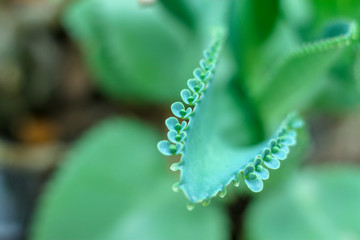 Kalanchoe pinnata (Lam.) Pers The leafy leaves are thick and leafy, with a slight green leafy appearance. You can expand the thousands.