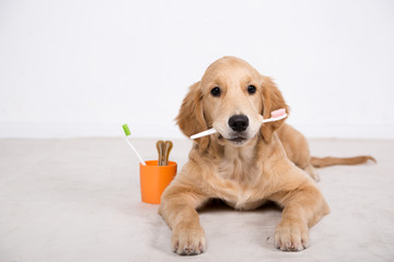 dog with the toothbrush