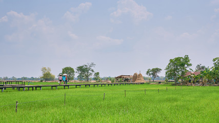 Fototapeta na wymiar Countryside with Walkway In Rice Field