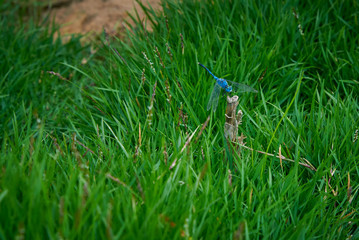 Blue Dragonfly Climb On Wood Stick