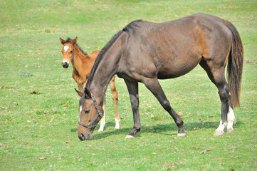 Obraz premium サラブレッドの親子