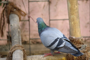 Pigeon