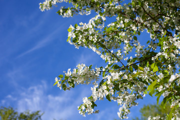 Beautiful apple tree branch against the blue sky.
