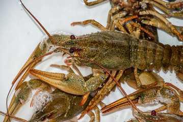 Fresh live crayfish in a white bath in water close up