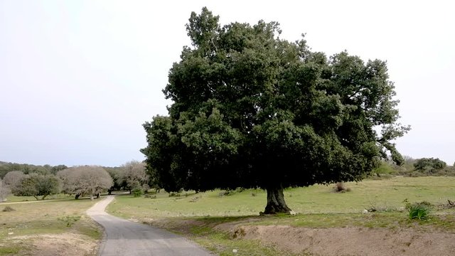 Leccio trees, Supramonte, Orgosolo, Sardinia, Italy 