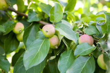 Apples hanging from a tree branch in an apple orchard