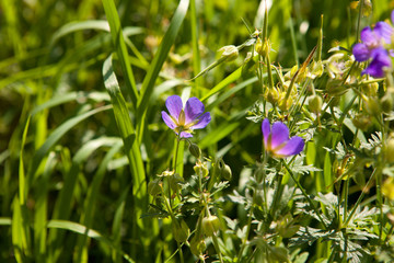 Summer green background. Spring flowers nature background.