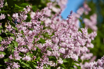 Spring background.  Syringa.