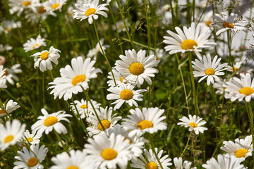 Obraz premium Spring or summer background of camomiles