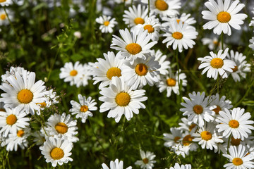 Fototapeta premium Spring or summer background of camomiles