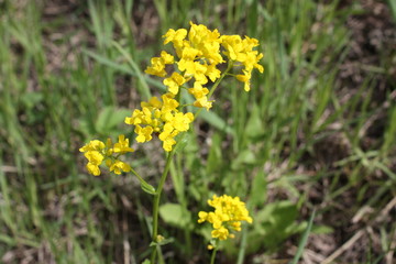  the first spring flowers in the city Park  