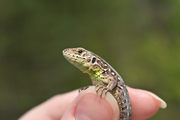 Little european lizard in female hand. Lacerta agilis