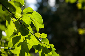 Green yellow leaves with lens flare background