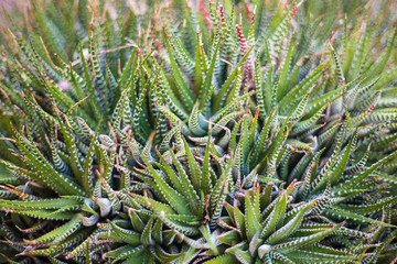 Close-up shot of succulent plants (Haworthia fasciata); succulent pattern