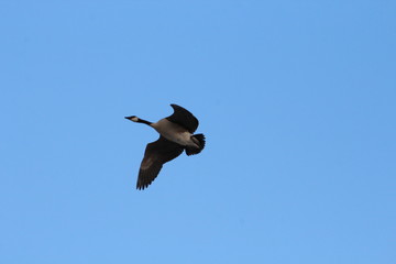Canadian Goose in Flight 