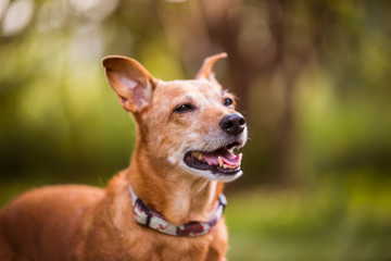 portrait of dog