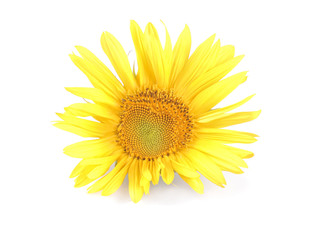 Big beautiful yellow sunflower with a leaf on a white isolated background