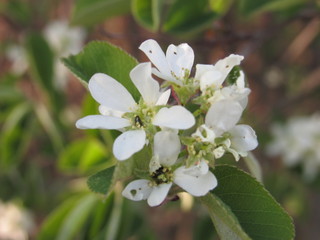 white flowers of apple tree