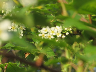 white flowers in the garden
