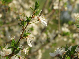 flower in spring