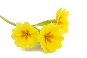 Fototapeta na wymiar Yellow flower of primrose, isolated on white background