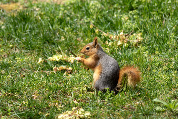 Naklejka na ściany i meble Wild squirrel eating flower in the forest. A very cute redhead squirrel on green grass. Beautiful squirrel with fluffy tail