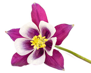 Purple flower of aquilegia, blossom of catchment closeup, isolated on white background - Powered by Adobe