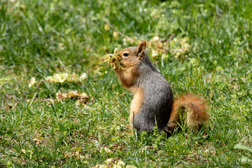 Naklejka na ściany i meble Wild squirrel eating flower in the forest. A very cute redhead squirrel on green grass. Beautiful squirrel with fluffy tail