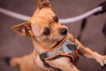 portrait of a dog