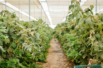 Branch with many raspberries on a plantation