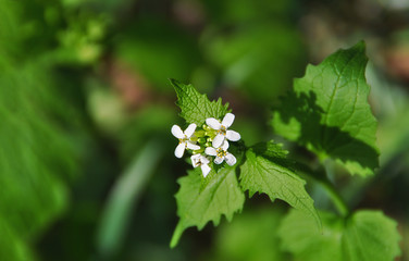 Small white flowers in green leaves. Nature. Plants. Summer. Blurred background.
