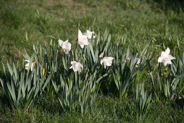 Daffodils with white flowers grow on a green lawn in the city Park
