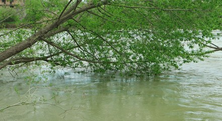 Tree in the mountain river after heavy rains, flooding, background
