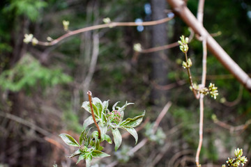 Spring details: young blooming buds in the forest, young leaves